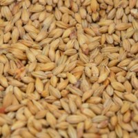 Grains